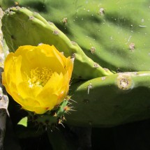 Cactus flower